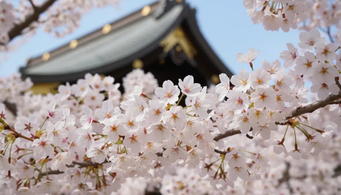 Yoshino cherry blossoms in full bloom during Japan's sakura season with temple in background
