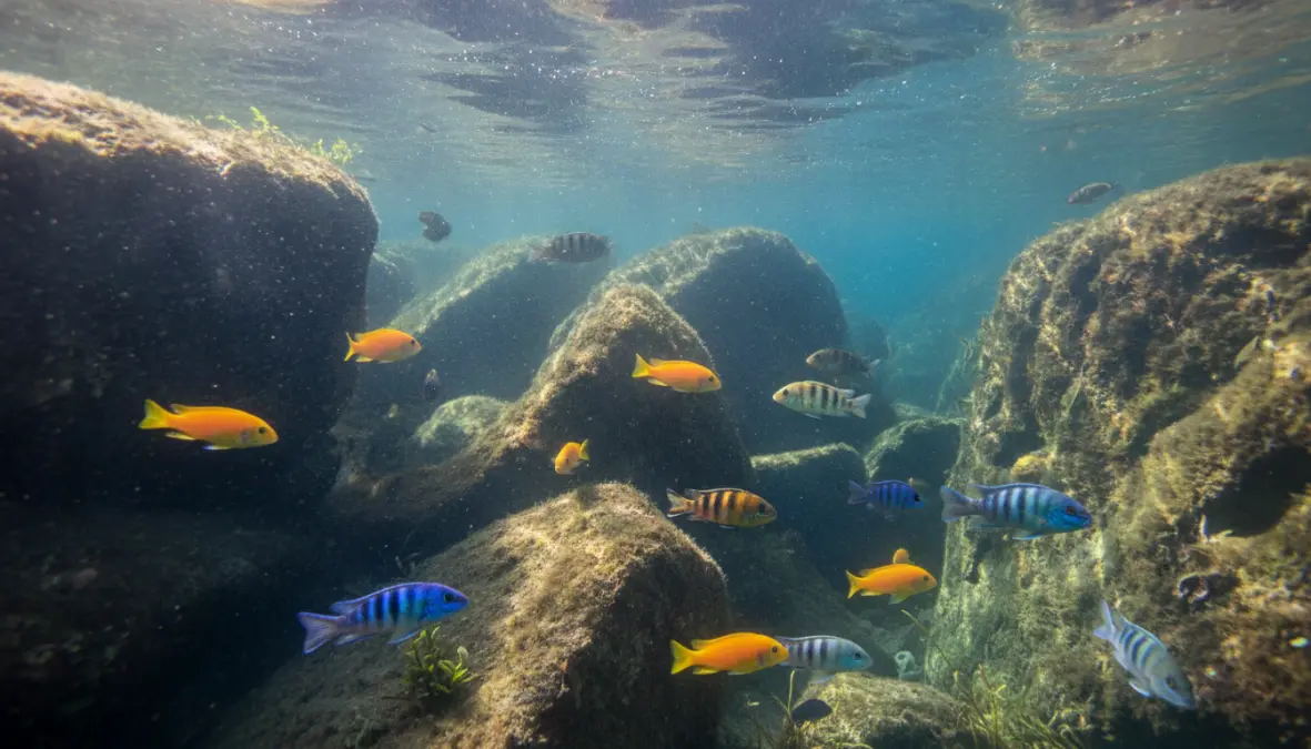 Colorful cichlid fish during snorkeling in Lake Malawi's clear waters