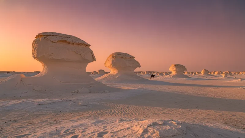 White Desert Egypt: Complete Western Desert and Oasis Adventure Guide